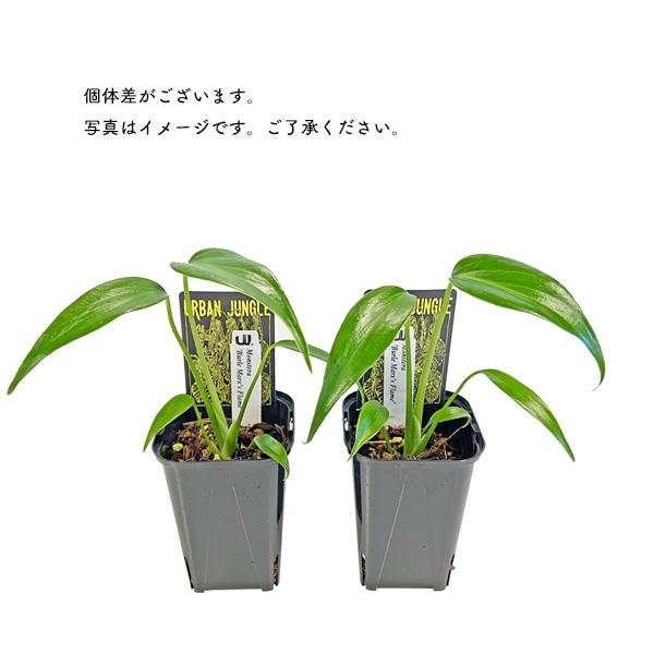 モンステラ バールマルス フレーム③ モンステラ バールマルクスフレーム 3号 苗 観葉植物 Monstera burl