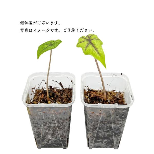 アロカシア ジャックリン 2.5号 幼苗 タンドゥルサ ネガミエル