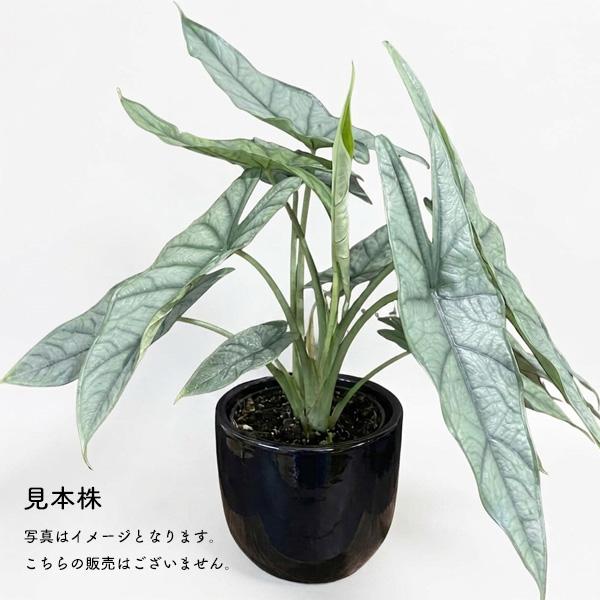 ま*る様 YM957 232アロカシア・ヘテロフィラ “メタリックブルー” オー アロカシア ヘテロフィラ メタリックブルー 2.5号 幼苗 ネガミエル