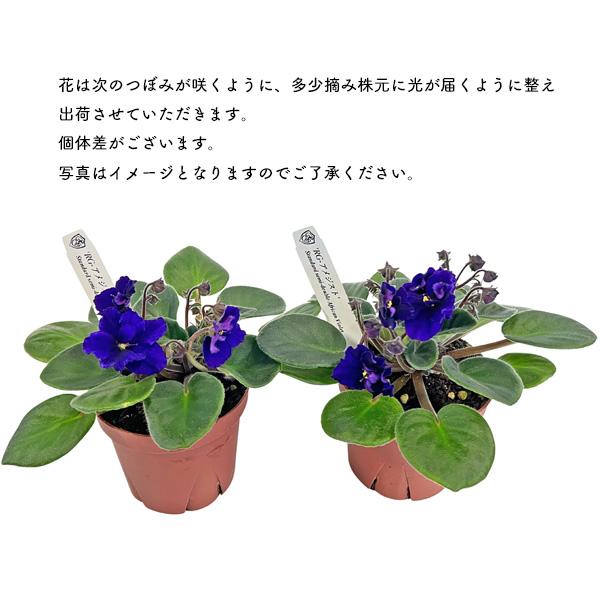 アンティーク　アメジスト　フラワーベース パープル アメリカン　美品 セントポーリア アメジスト パープル 3.5号 開花株 スタンダードカラー