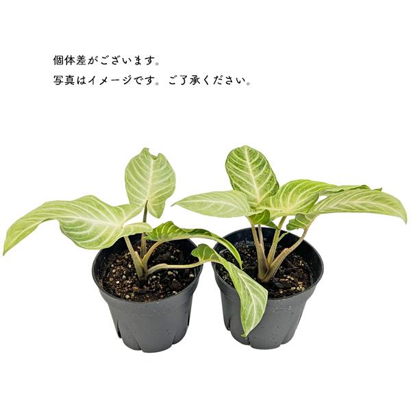 キサントソーマ リンデニーミント 4号 斑入り Xanthosoma lindenii
