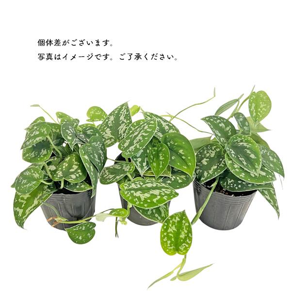 スキンダプサス ピクタス アレギレウス 3号 Scindapsus pictus