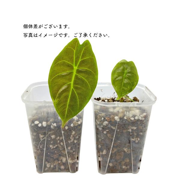 アロカシア ゴールデンボーン 3号 幼苗 ネガミエル Alocasia Golden