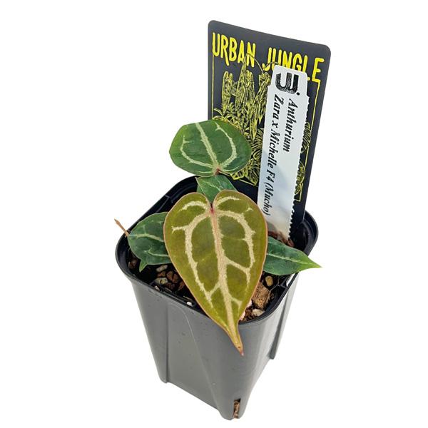 アンスリウム ザラ x ミッシェル 3号 アーバンジャングル ミシェル Urban Jungle Anthurium Zara x Michelle F4 (Mucho) 観葉植物（Yahoo!・BABU）