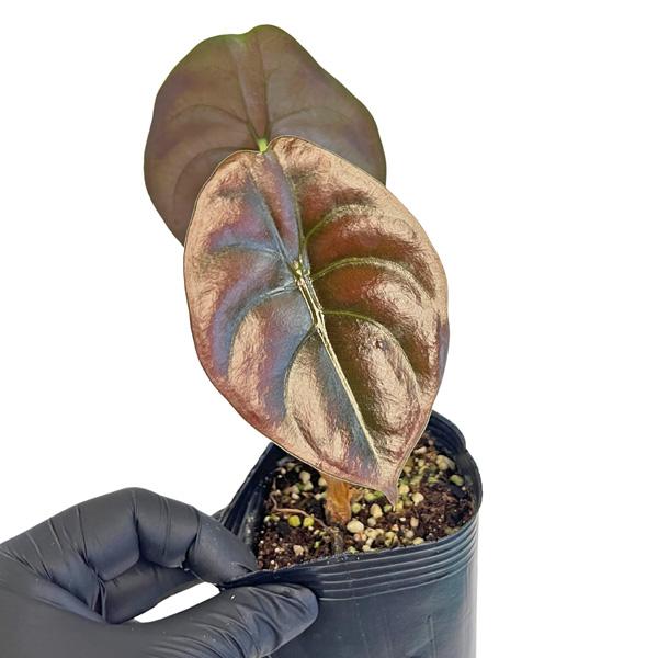アロカシア クプレア レッドシークレット 3号 黒ポット Alocasia