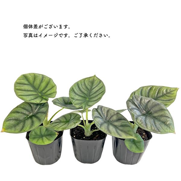 アロカシア ネブラ インペリアリス 3号 黒ポット Alocasia nebula