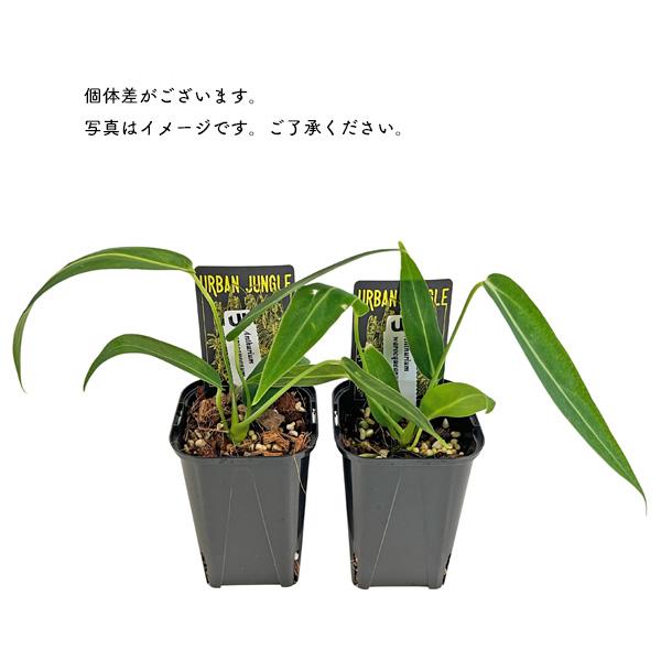 アンスリウム ワロクアナム 3号 アーバンジャングル Urban Jungle