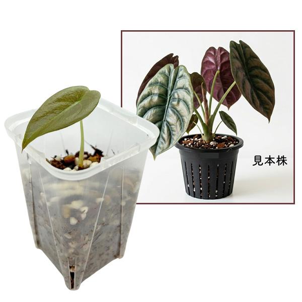 アロカシア クプレア 2.5号 幼苗 ネガミエル Alocasia cuprea