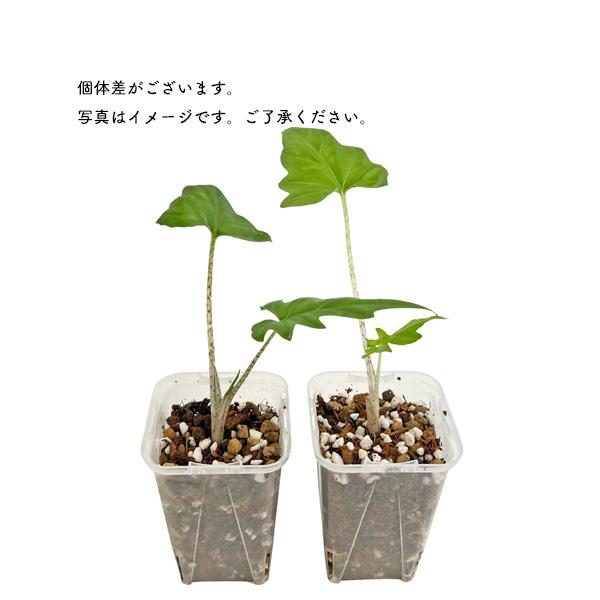 アロカシア ブランキフォリア 2.5号 幼苗 ネガミエル Alocasia