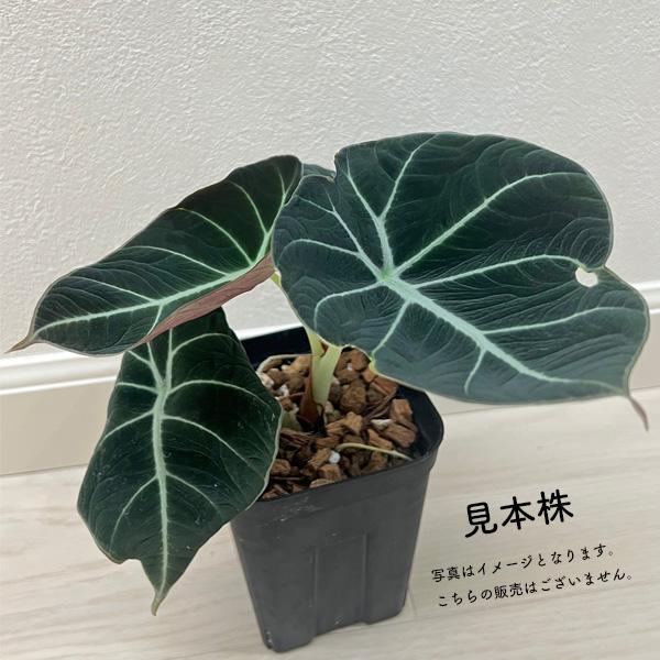 アロカシア ブラックベルベット 2.5号 幼苗 ネガミエル Alocasia
