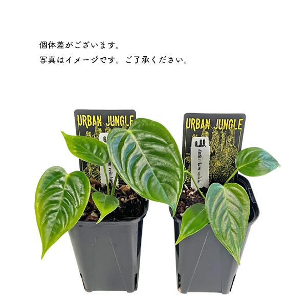 UJ アンスリウム ベイチー 3号 Anthurium veitchii アーバンジャングル