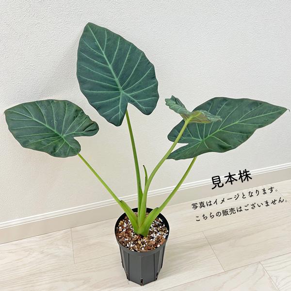 アロカシア リーガルシールズ 3号 幼苗 ネガミエル Alocasia Regal