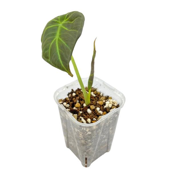 アロカシア リーガルシールズ 3号 幼苗 ネガミエル Alocasia Regal