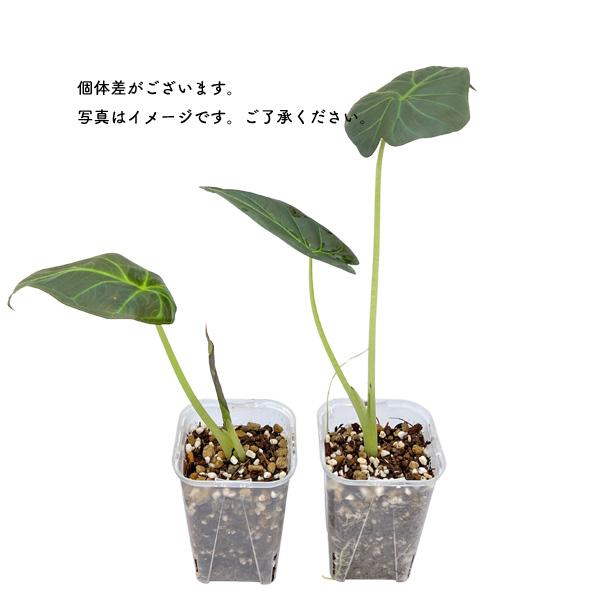 アロカシア リーガルシールズ 3号 幼苗 ネガミエル Alocasia Regal