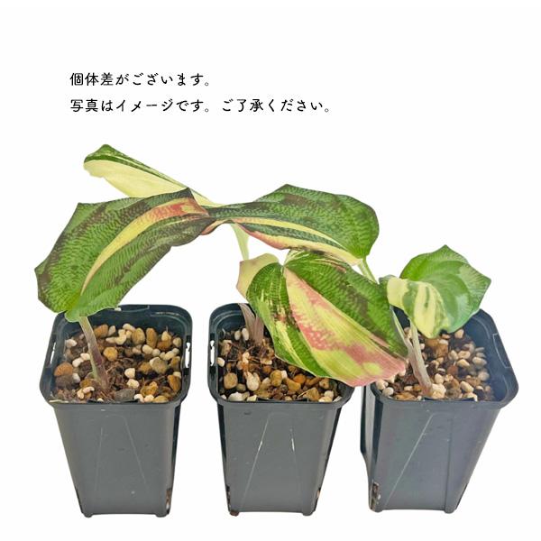 ケンフェリア　ガランガ　バリエガータ　3.5号 ケンフェリア ガランガ アルボ バリエガータ 2.5号 白斑 Kaempferia