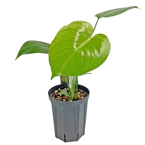現品出荷 UJ モンステラ デリシオーサ デビルモンスター (DEV1) 4号 Urban Jungle Monstera deliciosa Devil monster 希少 レア 観葉植物