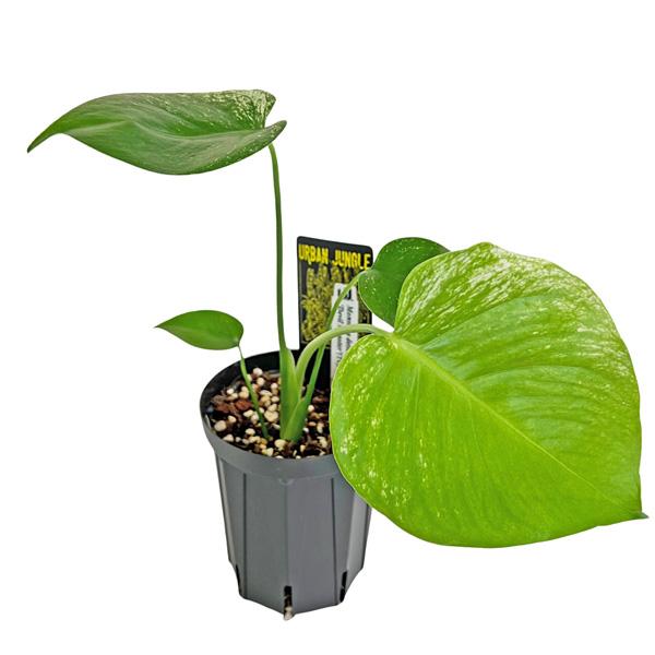 現品出荷 UJ モンステラ デリシオーサ デビルモンスター (DEV2) 4号 Urban Jungle Monstera deliciosa Devil monster 希少 レア 観葉植物