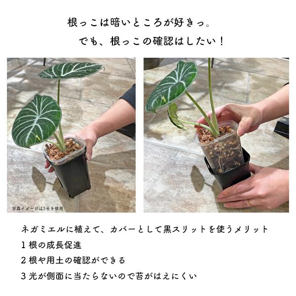 スリット鉢 黒 2.5号 10個セット ブラック スリットポット ロング