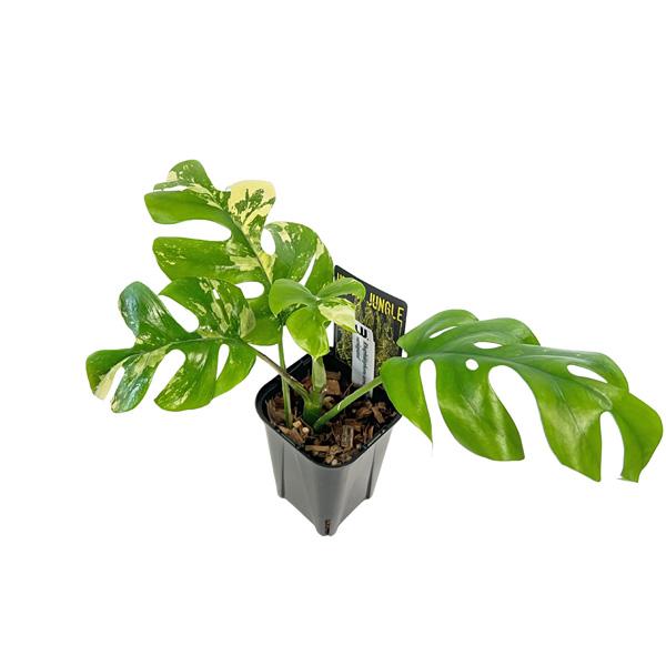 現品 ヒメモンステラ 斑入り 3号 (HM008) ラフィドフィラ テトラ