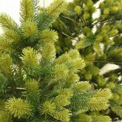 シュヴァルツヴァルトツリー150cm 2025年入荷 RS グローバルトレード