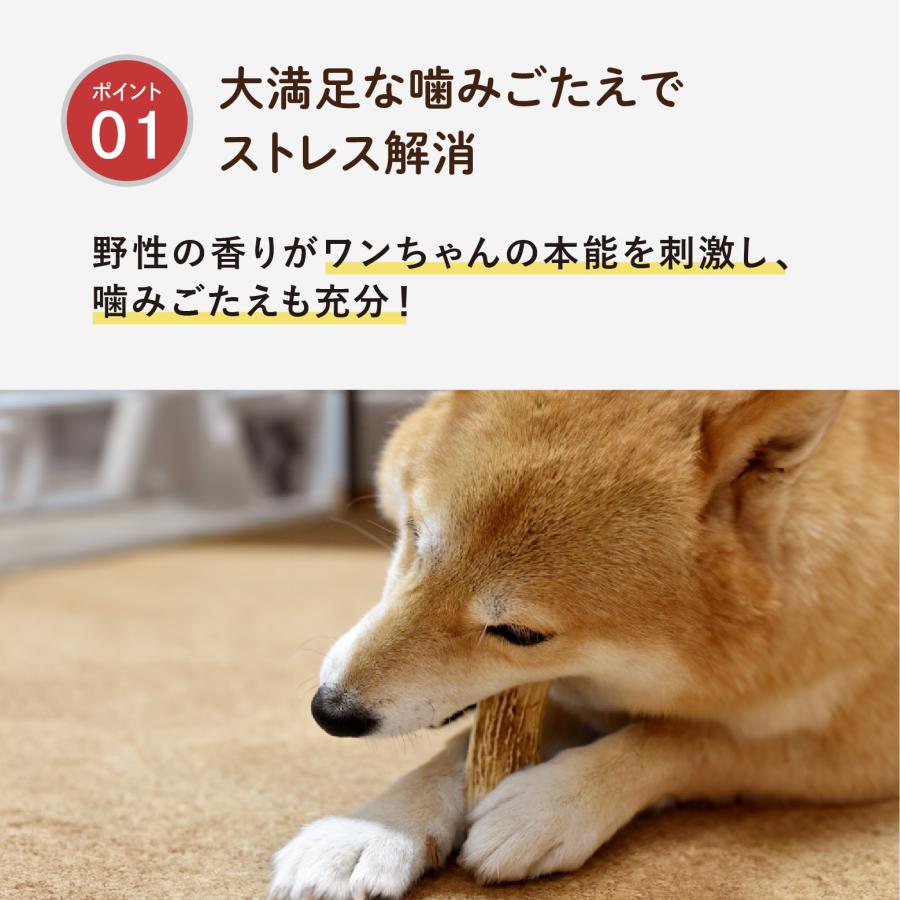 森のごはん】天然 鹿の角 国産 無添加 犬のおもちゃ デンタルケア
