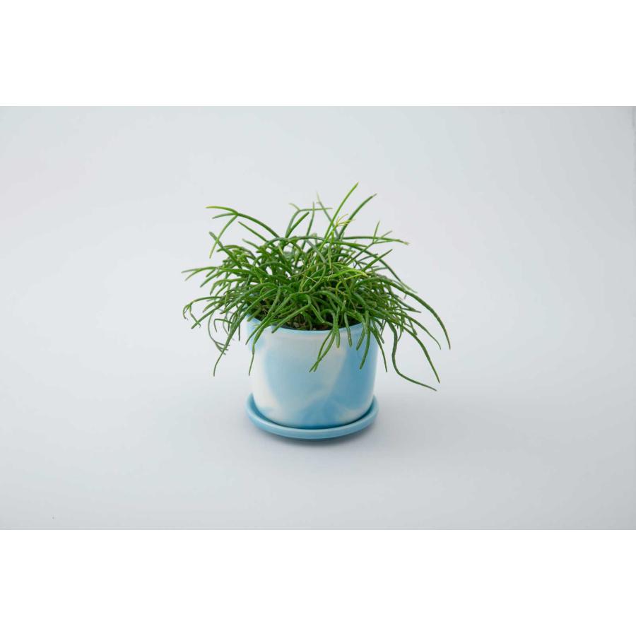 3号ポット 100％ 100パーセント 100percent MUG POT - Marble 植木鉢 マグポット マーブル マーブルスカイブルー | 100percent | 01