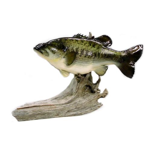 c*s様 リアル ブラックバス 置物 約41~42cm 剥製 BlackBass/ブラックバス レプリカ/インテリア 置き型タイプ : バック