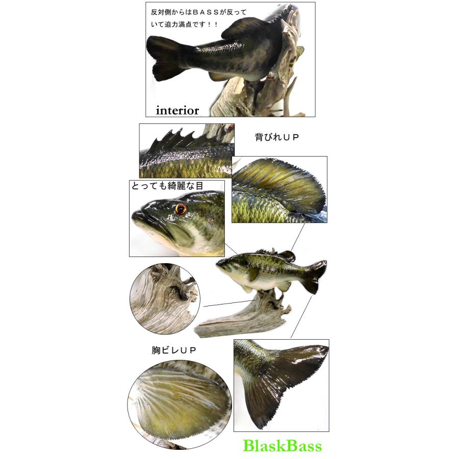 c*s様 リアル ブラックバス 置物 約41~42cm 剥製 BlackBass/ブラックバス レプリカ/インテリア 置き型タイプ : バック