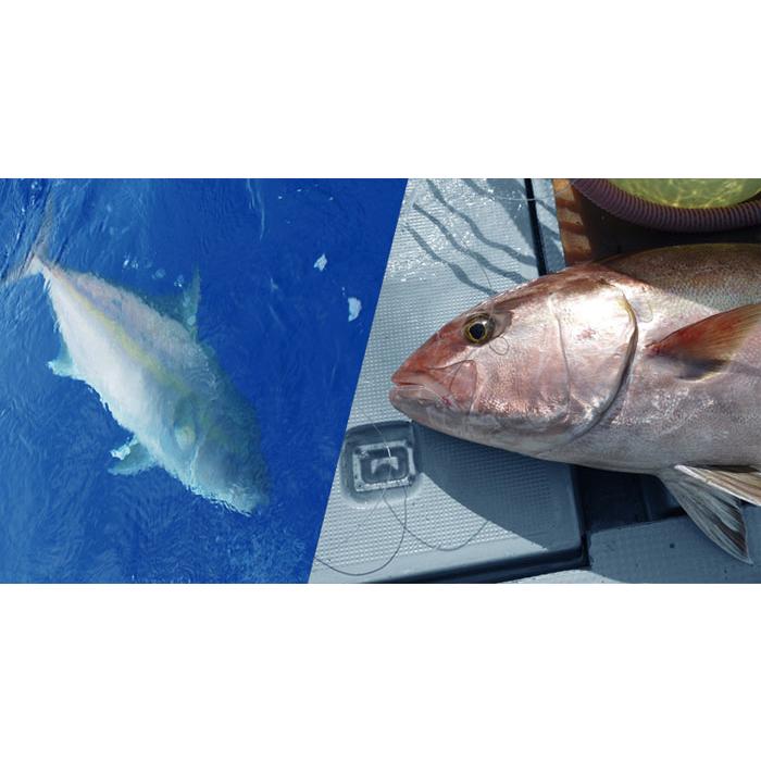 アルファタックル ヘッドクォーター スタンディングバウト 172 alpha