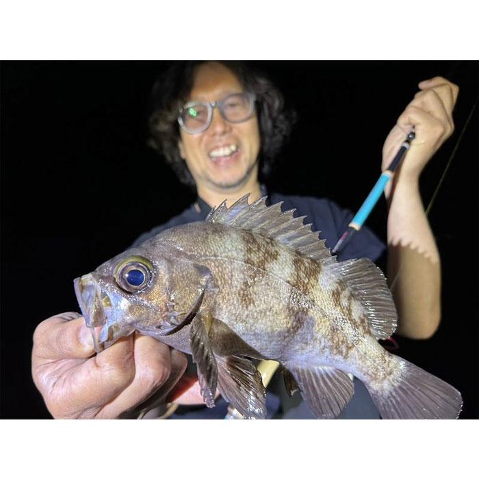 finch フィンチ カナリア アゾレス77 : バックラッシュYahoo!店 - 通販