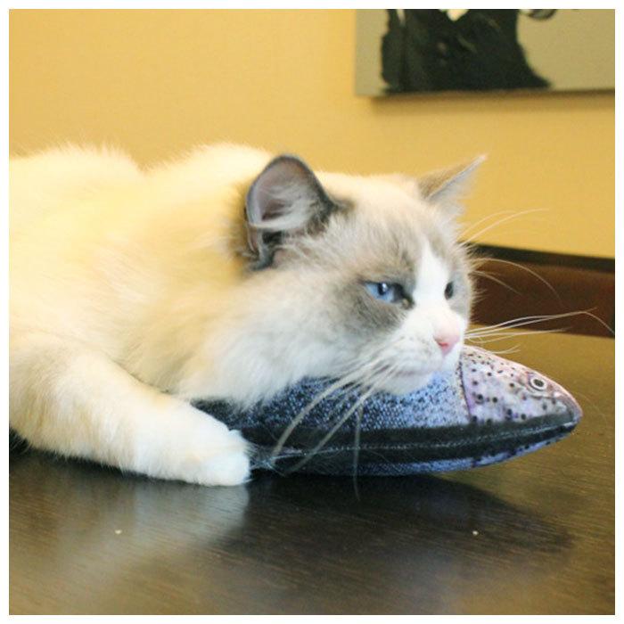 猫 おもちゃ 魚 通販 一人遊び ネコ ねこ ぬいぐるみ 抱き枕 けりぐるみ 蹴りぐるみ リアル お魚 噛む 歯 クリーニング 運動不足 ストレス Cwj09 Backyard Family バッグタウン 通販 Yahoo ショッピング