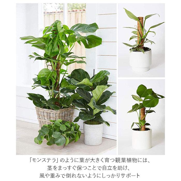 支柱 園芸 3サイズ  通販 鉢植え おしゃれ 植物支柱 観葉植物 ガーデニング ココナッツ支柱 モンステラ 添え木 つる性 ココナッツパームスティック 支柱 | ブランド登録なし | 02