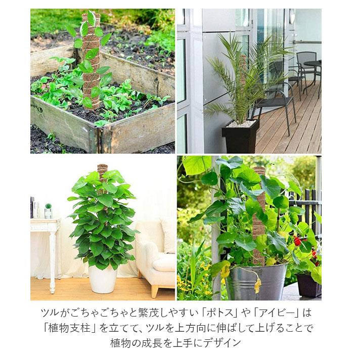 支柱 園芸 3サイズ セット 鉢植え ガーデニング支柱 おしゃれ 植物支柱 観葉植物 ガーデニング ココナッツ支柱 モンステラ 添え木 つる性｜backyard｜04