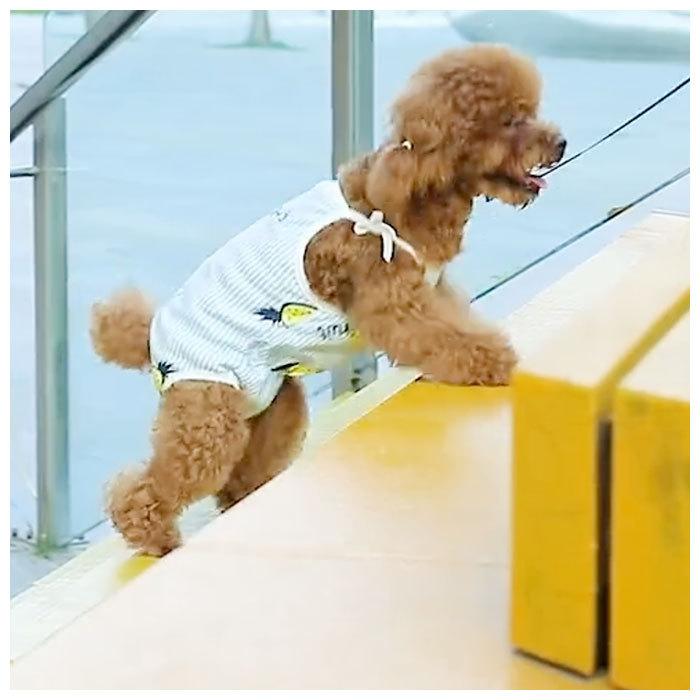 犬 術後服 女の子 通販 猫 ネコ ねこ いぬ イヌ 犬用 猫用 着術後ウェア ペット用品 ペット服 術後ウェア オムツカバー 生理オムツ 術後ウェア 犬 | ブランド登録なし | 08