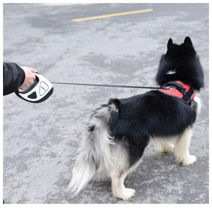 リード 犬 リール 通販 Ledライト付 Led ライト ドックリード リールリード 5m ペットリード 5メートル 犬用リード 巻き取り 頑丈 大型犬 中型犬 小型犬 Qqpetsqc9 Backyard Family ママタウン 通販 Yahoo ショッピング
