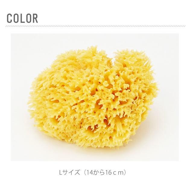 ボディスポンジ 背中 ベリーニ 天然海綿スポンジ 天然海綿 ハニコム種 SA16 Lサイズ 約14〜16cm お風呂 洗顔 海綿スポンジ 天然スポンジ ベビー ボディスポンジ | ブランド登録なし | 06