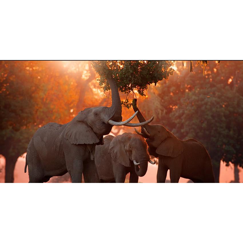 象革モカシンシューズ（アフリカゾウ） ZOO 長財布 メンズ ラウンドファスナー 財布 象革 象の鼻革 ゾウ