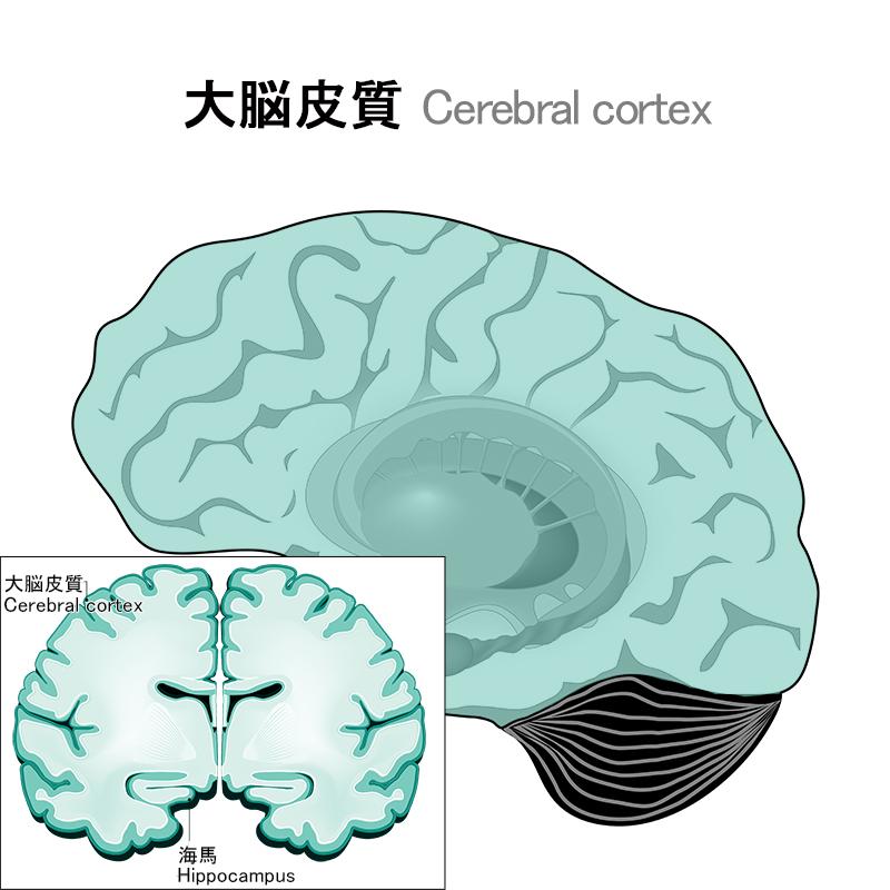 正規品6点セット DHA 毎日の記憶力 思考力 判断力 脳機能向上 【インテリジェンス intelligence】シリーズ 300ｍｇｘ270粒（30日分）睡眠サポート【送料無料】｜bali86｜03