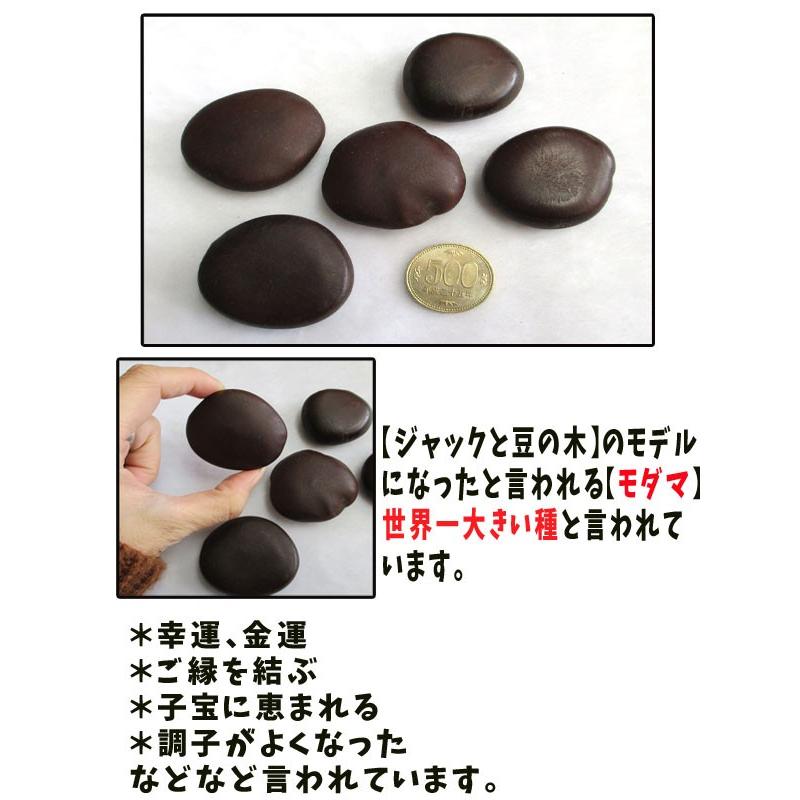 ラッキービーンズ】モダマの豆10個セット モダマ 世界一大きい豆 も