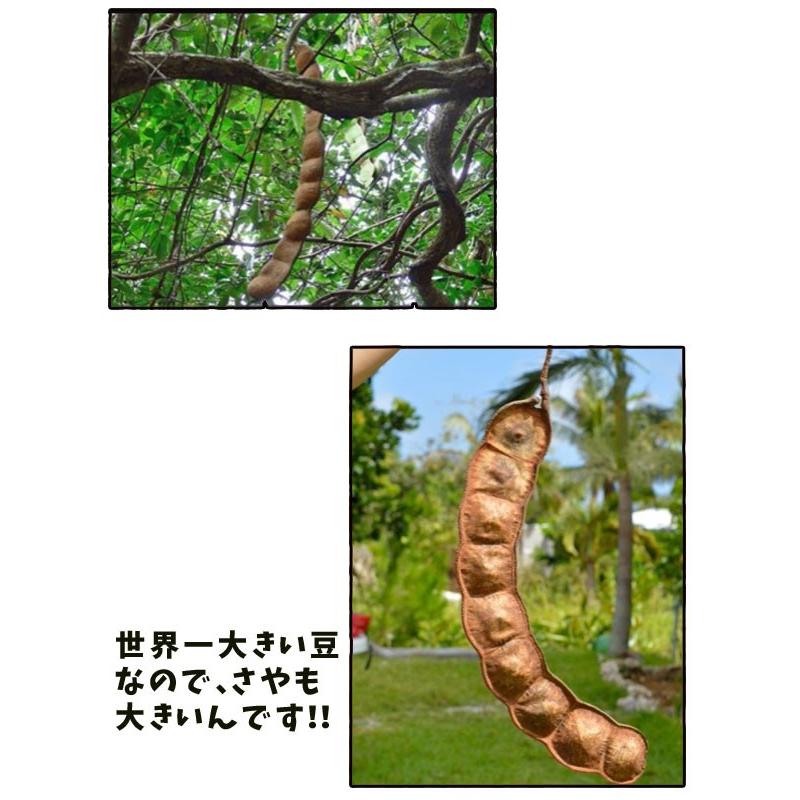 ラッキービーンズ】モダマの豆10個セット モダマ 世界一大きい豆 も