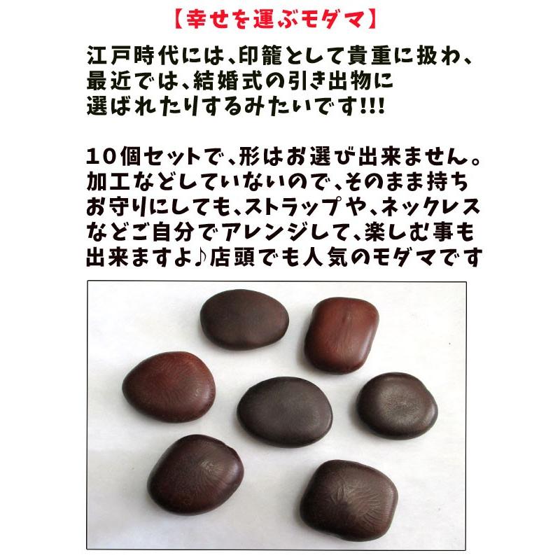 モダマ 藻玉 もだま 世界最大の豆 ラッキービーンズ 特大 レア 希少 雑貨 インテリア：モダマ*藻玉 幸福の豆 ラッキービーンズ 現品選べ