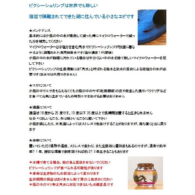 ピクシーシュリンプ ミニ瓶 セット エビ3匹 マイクロウォーター 送料無料 癒し 熱帯魚 アクアリウム インテリア P 001 バリスペース ガルーダ 通販 Yahoo ショッピング