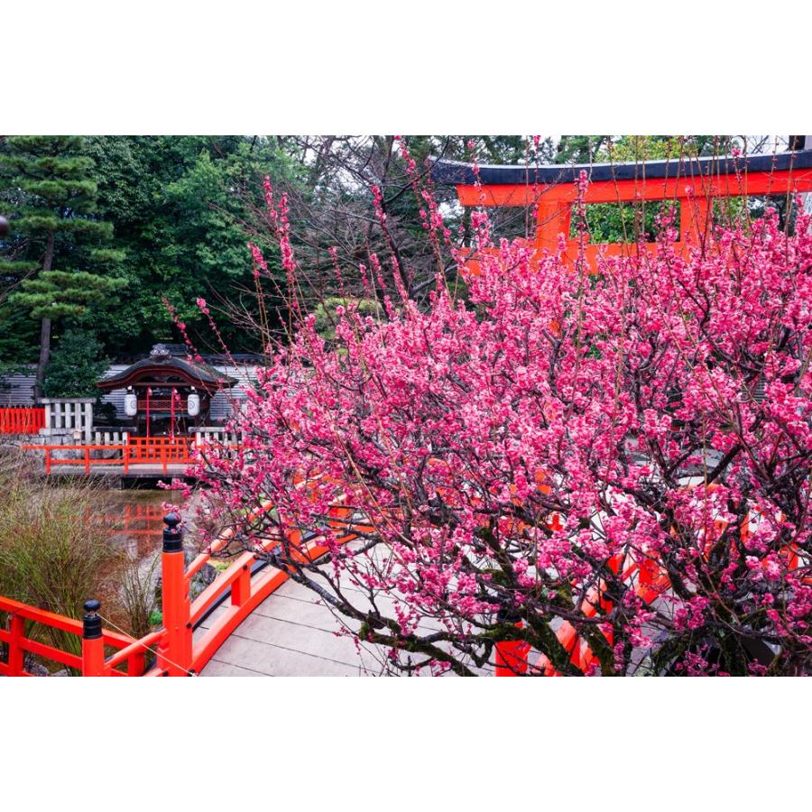 店舗在庫をネットで確認 光琳の梅 〜下鴨神社〜 水野克比古 大判スカーフ 日本製 京都 ご家庭で洗濯可 ギフトにも最適