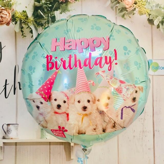 誕生日おめでとう ぬいぐるみバルーン電報 犬 Ty 017 バルーン電報バルーンコネクション 通販 Yahoo ショッピング