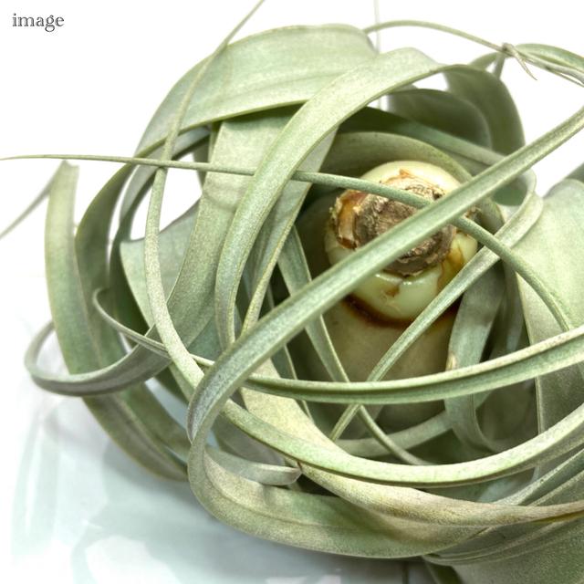 チランジア キセログラフィカ M Size エアープランツ ティランジア 観葉植物 おしゃれ 壁掛け インテリア ミニ 小型 吊り下げ 室内 Xerographica 001 エアープランツ専門店b L 通販 Yahoo ショッピング