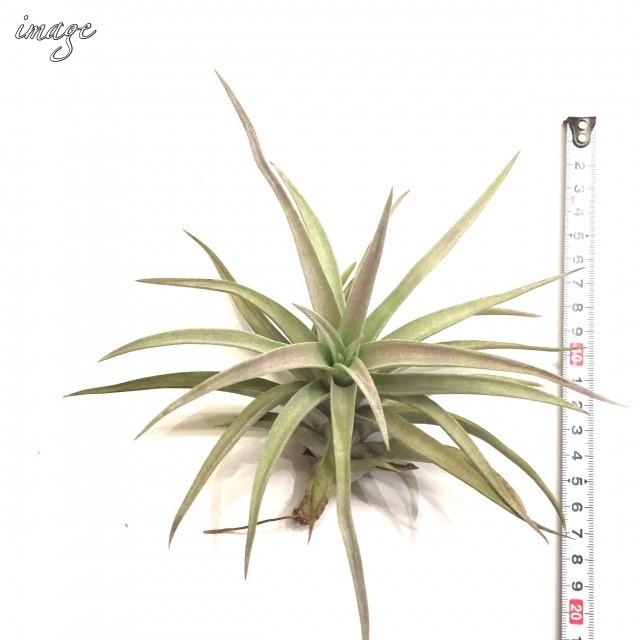 チランジア ハリシー M Size エアープランツ ティランジア 観葉植物 おしゃれ 壁掛け インテリア ミニ 小型 吊り下げ 室内 Harrisii 214 エアープランツ専門店b L 通販 Yahoo ショッピング