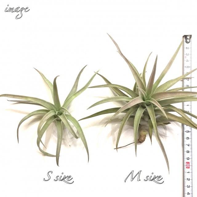 チランジア ハリシー M Size エアープランツ ティランジア 観葉植物 おしゃれ 壁掛け インテリア ミニ 小型 吊り下げ 室内 Harrisii 214 エアープランツ専門店b L 通販 Yahoo ショッピング