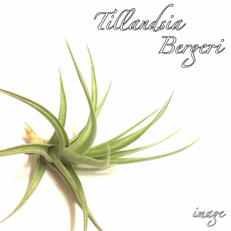 チランジア ベルゲリ エアープランツ 観葉植物 おしゃれ 壁掛け インテリア ミニ 2 エアープランツ専門店b L 通販 Yahoo ショッピング