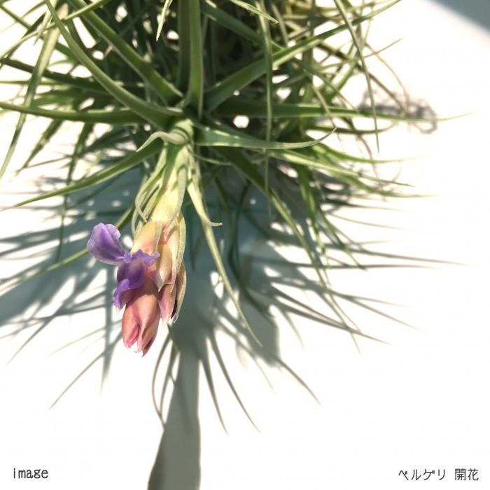チランジア ベルゲリ エアープランツ 観葉植物 おしゃれ 壁掛け インテリア ミニ 2 エアープランツ専門店b L 通販 Yahoo ショッピング