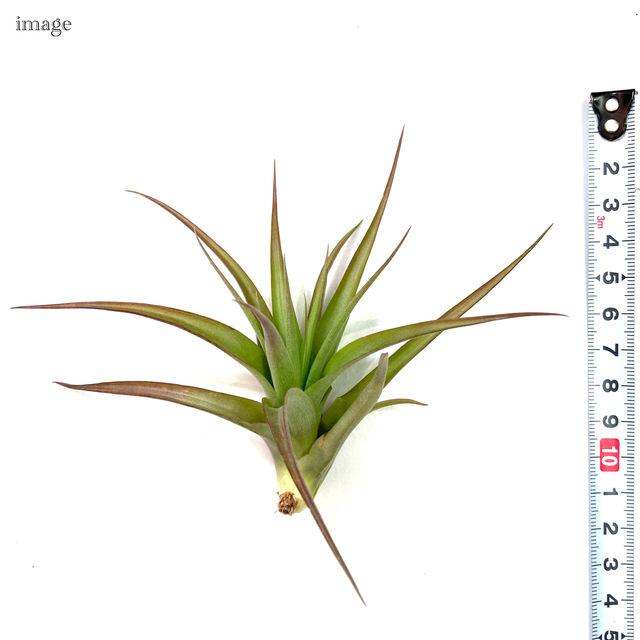 チランジア ブラキカウロス S Size エアープランツ ティランジア 観葉植物 おしゃれ 壁掛け インテリア ミニ 小型 吊り下げ 室内 Brachycaulos 240 エアープランツ専門店b L 通販 Yahoo ショッピング